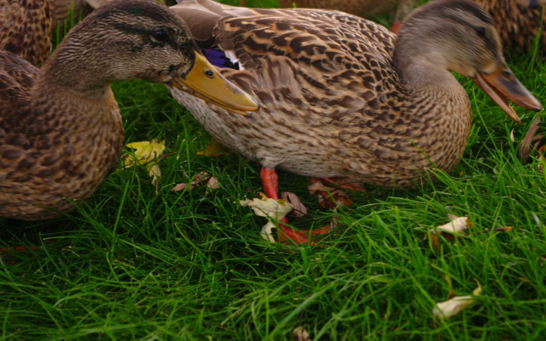 Les canards du Gers sont les premiers touchés par la grippe aviaire
