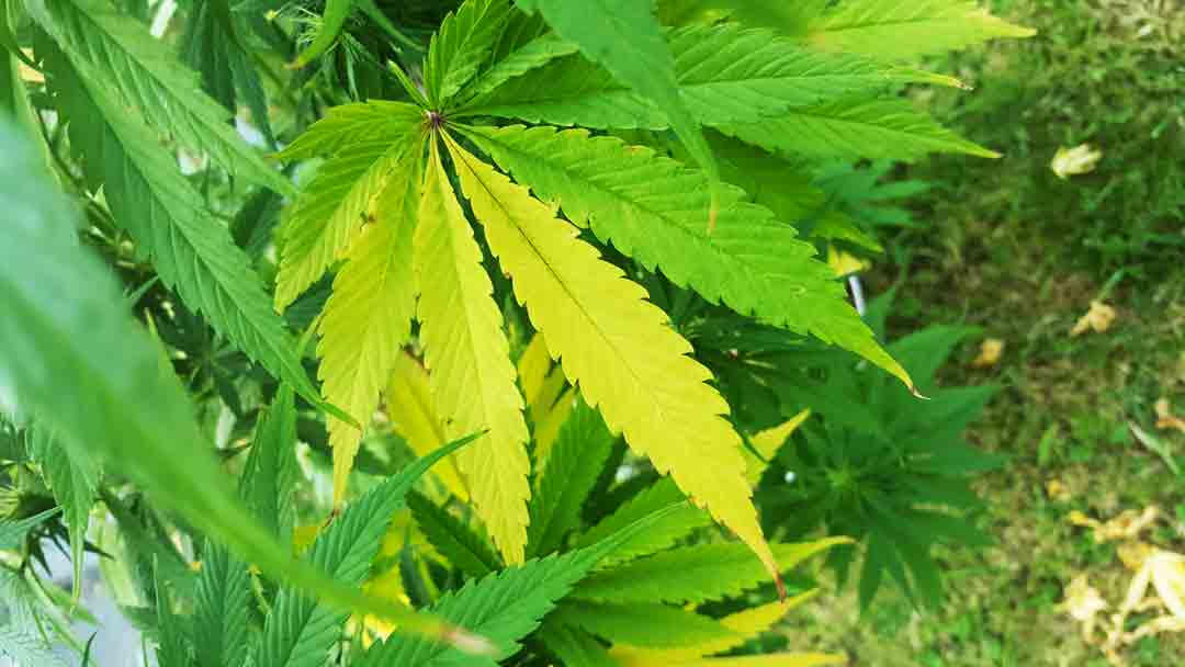 Le cannabis sous toutes ses coutûres. /Photo S. Thuault Ney