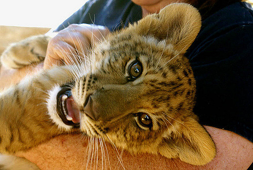 Un bébé ligre est né en Russie, une petite boule de poil./Photo F.