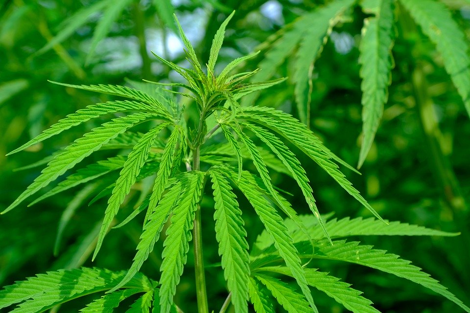 Les patients concernés pourront bénéficier du cannabis gratuitement. Crédit : Pixabay