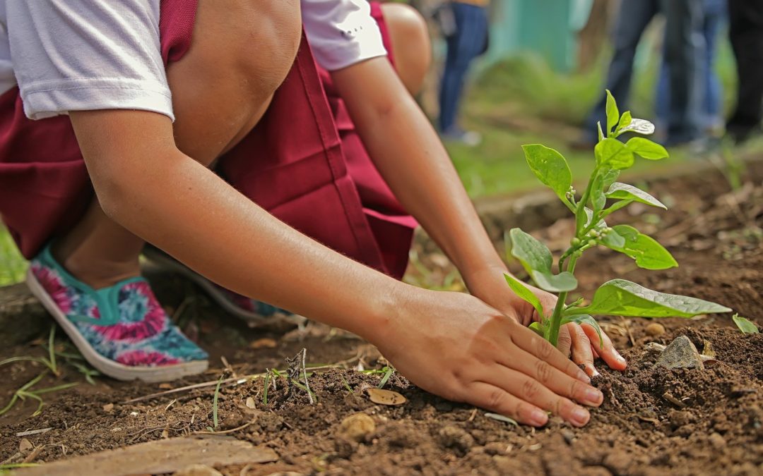 Ecosia veut planter des arbres grâce aux recherches Internet. (Crédit : Pixabay)