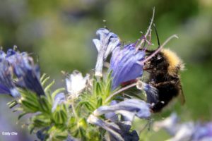 30% des colonies d'abeilles en France disparaîtraient chaque année
