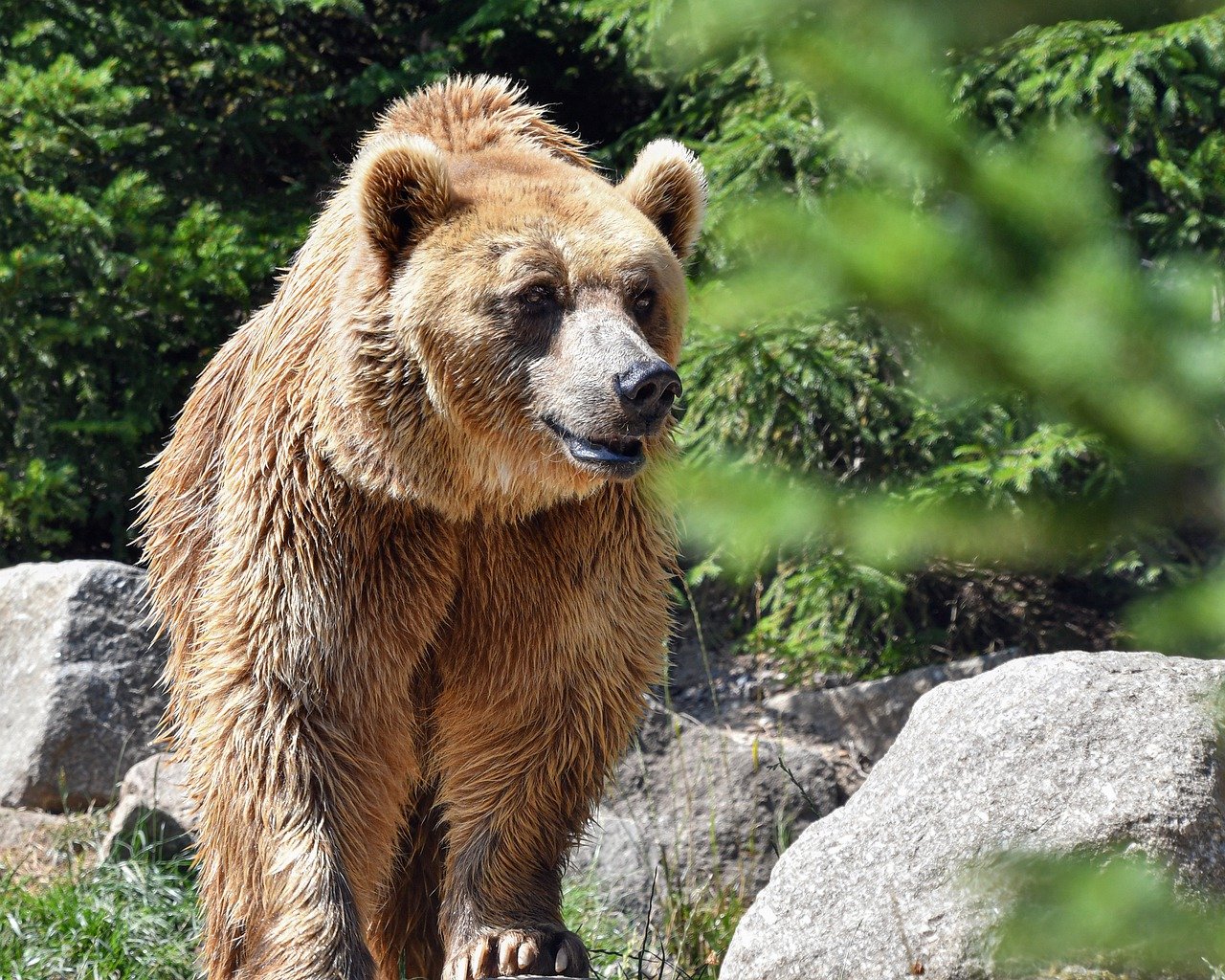 L'an dernier en quelques mois trois ours ont été tué par l'Homme dans les Pyrénées. crédits: Pixabay