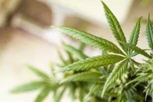 La réglementation de l'usage du cannabis pourrait être revue par le gouvernement