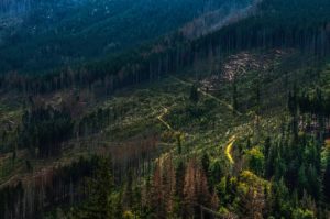 La WWF alerte sur le fait que cette destruction met en danger les écosystèmes vulnérables que les forêt abritent. Crédit : Unsplash par Janusz Maniak.