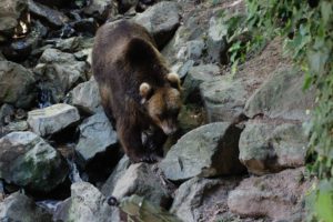 Depuis 2019, les balles en caoutchouc étaient autorisées pour éloigner les ours des troupeaux. Crédit : Axel Blanchard.