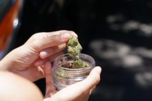 Cannabis