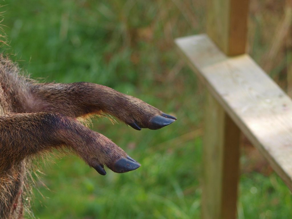 Un sanglier mort a été déposé devant des pompes funèbres musulmanes.