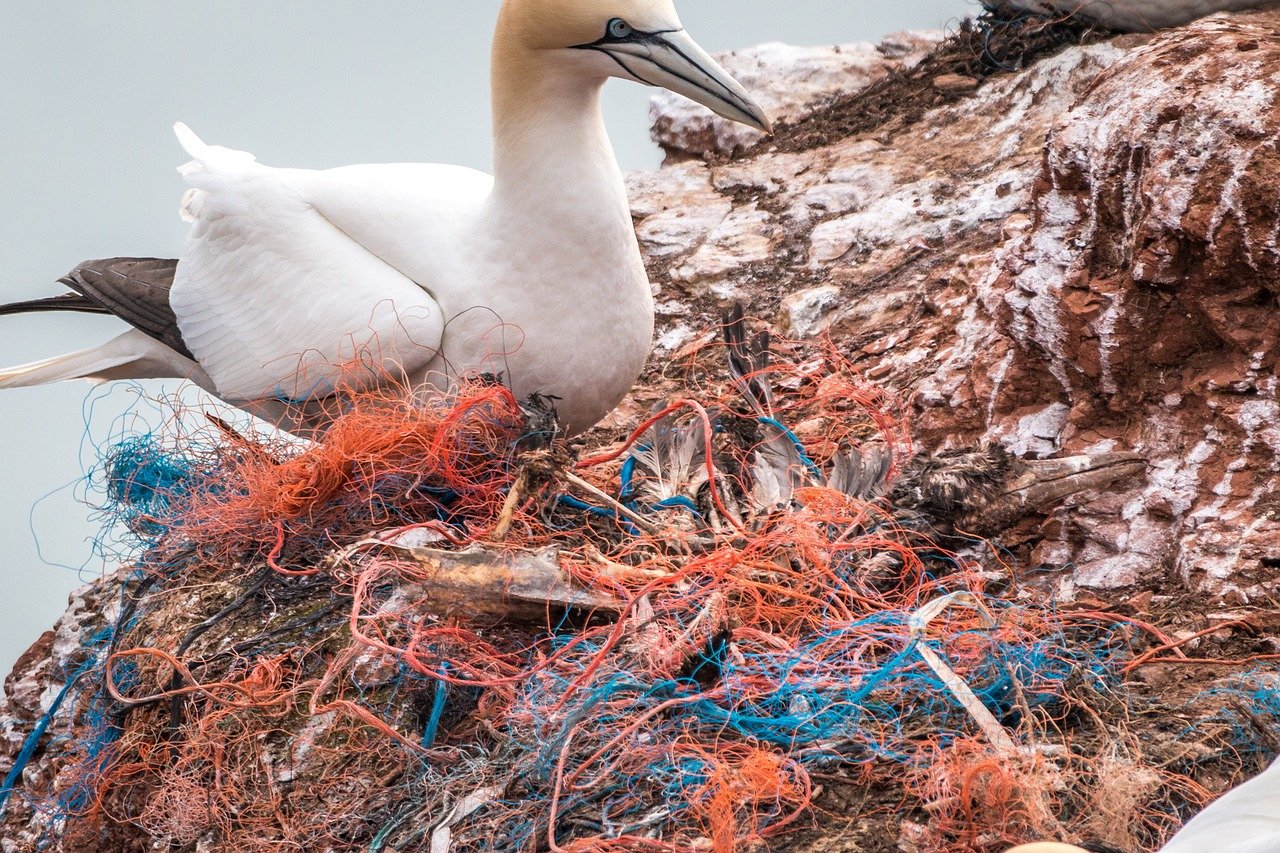 Plastique océan oiseau