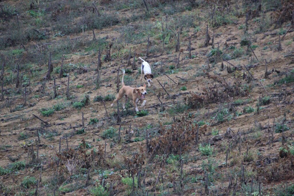 Habile et malin, le chien apprend à s'adapter au gibier qu'il chasse.
