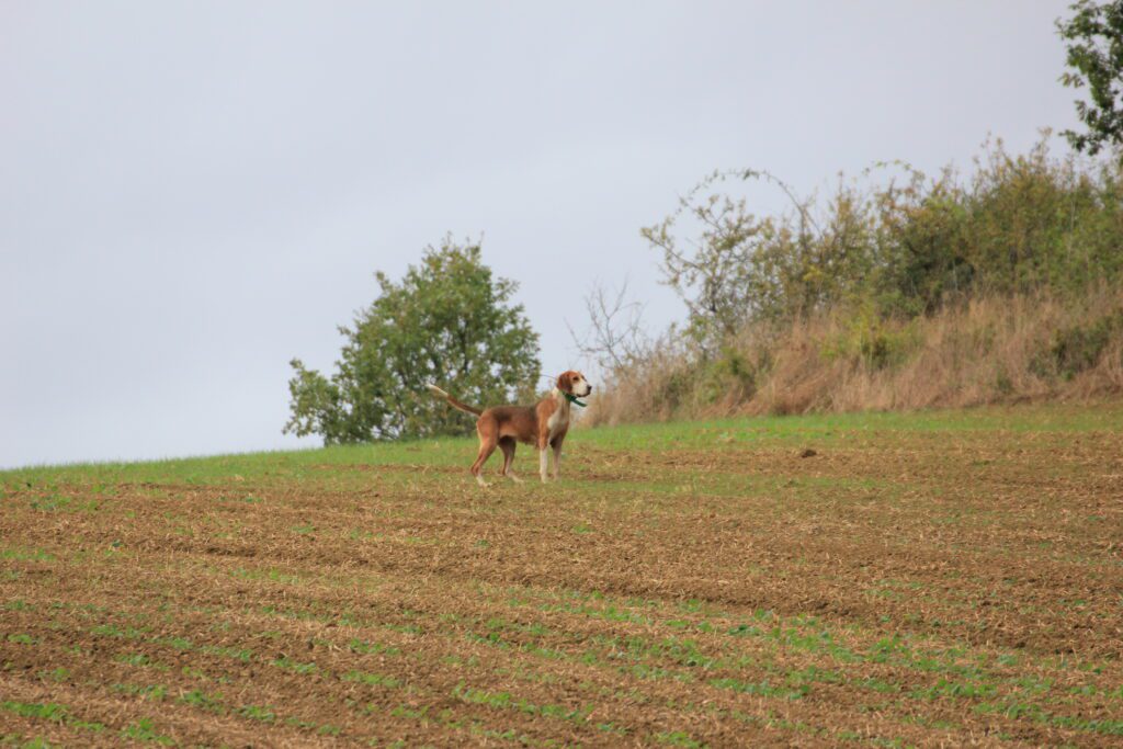 L'un des chiens observe patiemment afin de trouver la proie 