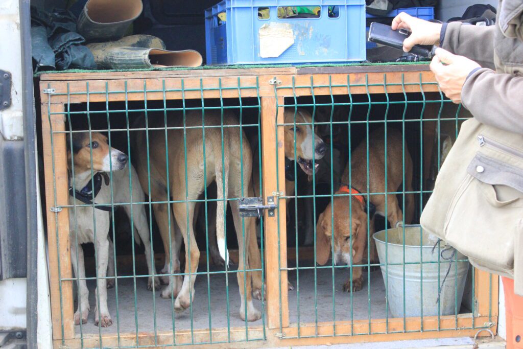 La meute de chiens attend de pouvoir partir à la chasse.