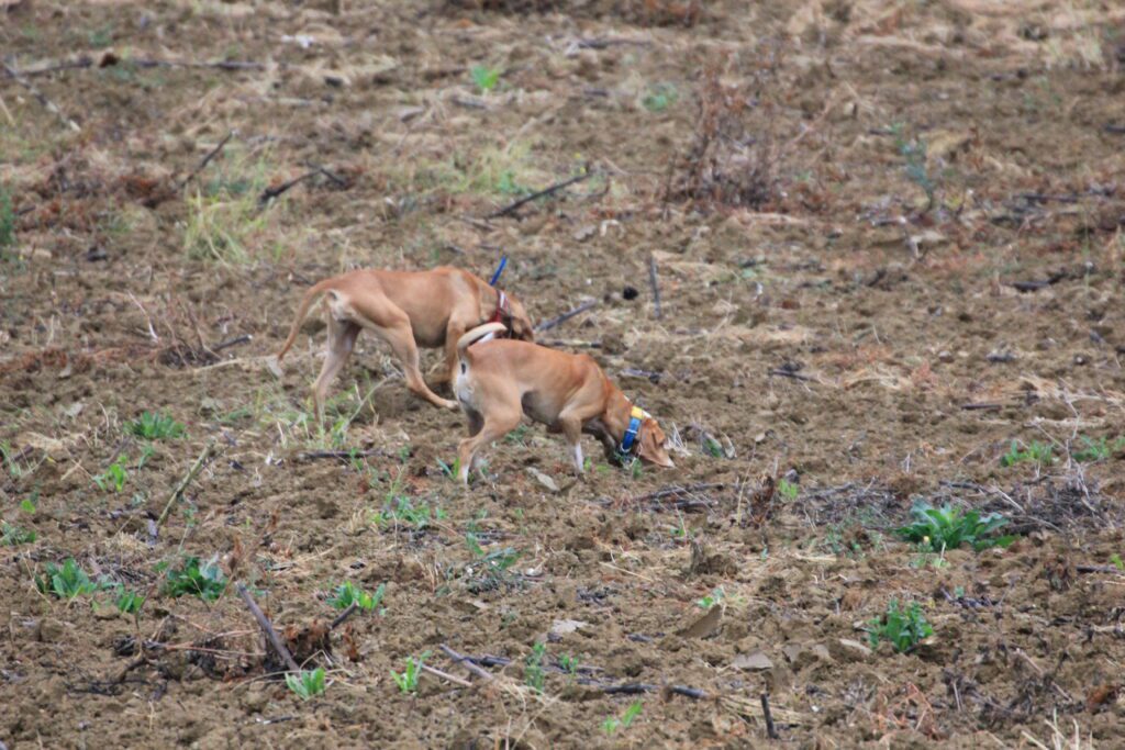 Les chiens traquent les odeurs des lièvres.